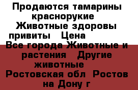 Продаются тамарины краснорукие . Животные здоровы привиты › Цена ­ 85 000 - Все города Животные и растения » Другие животные   . Ростовская обл.,Ростов-на-Дону г.